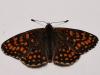 Melitaea athalia athalia